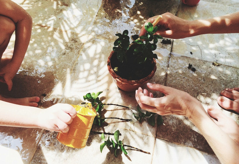 planting in a pot and watering