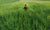 Rear view of a girl walking in field of long grass