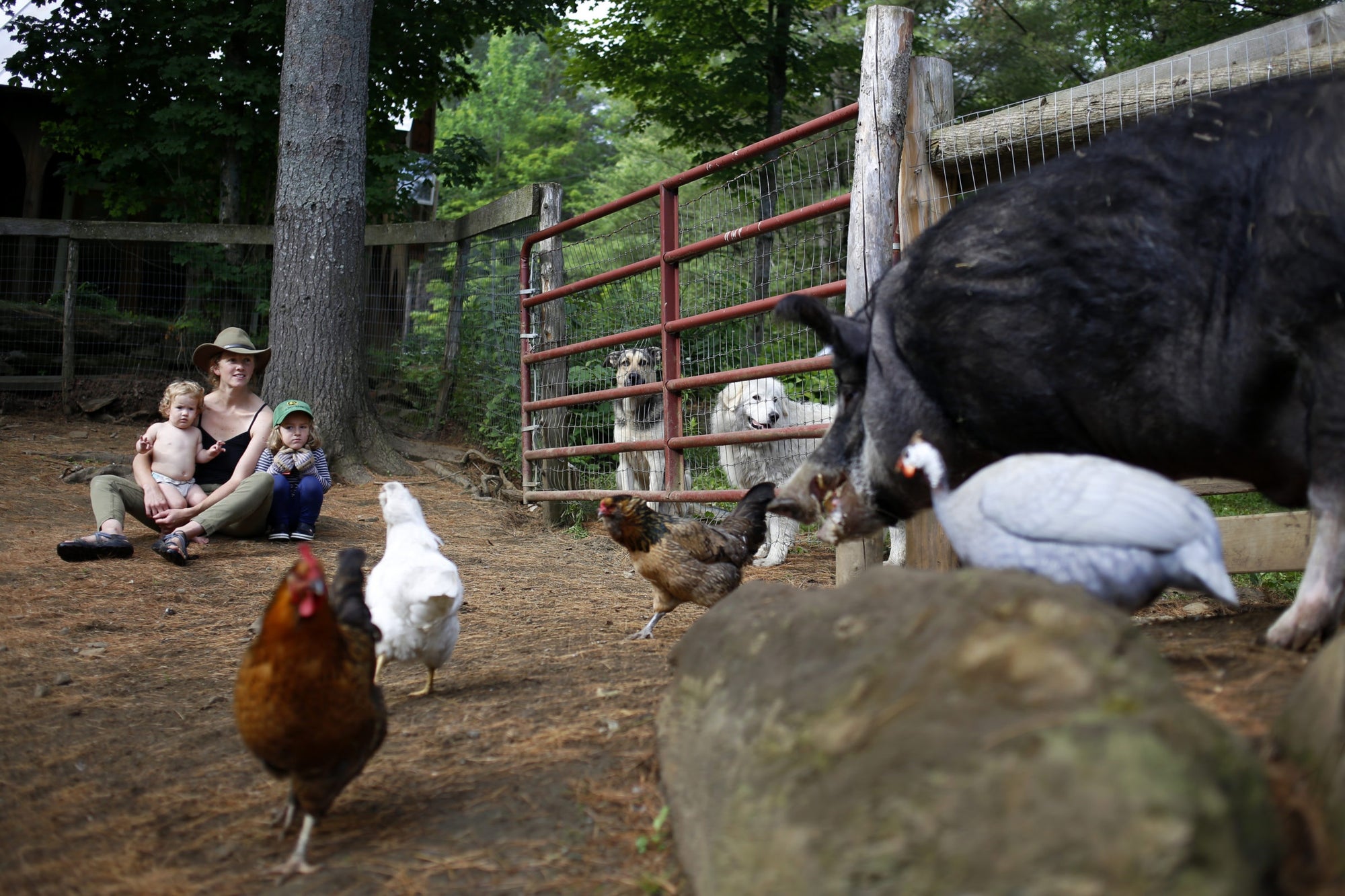 Family sitting at a farm and looking at animals