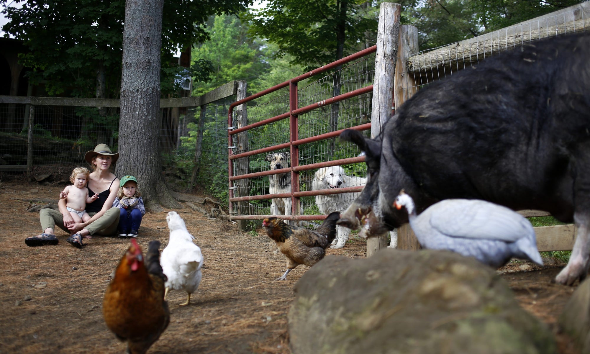 Family sitting at a farm and looking at animals